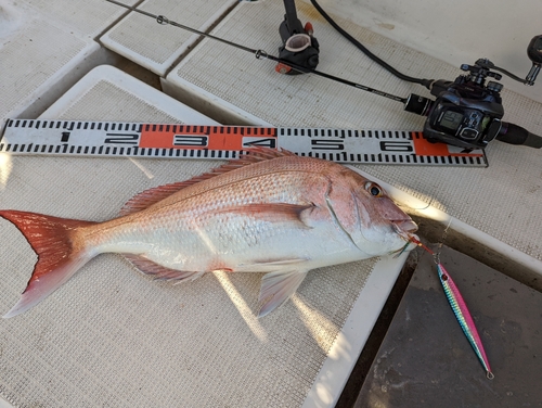 タイの釣果