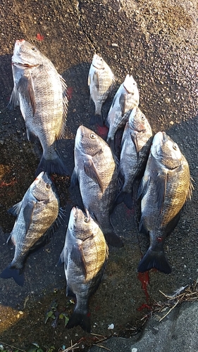 クロダイの釣果