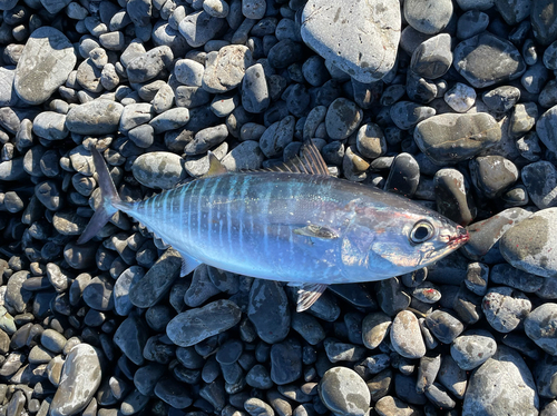 メジマグロの釣果