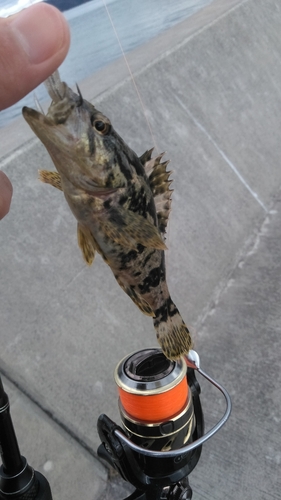 タケノコメバルの釣果