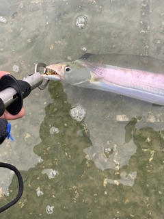 タチウオの釣果