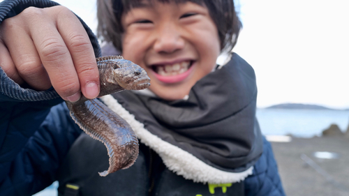 ギンポの釣果