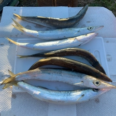 カマスの釣果
