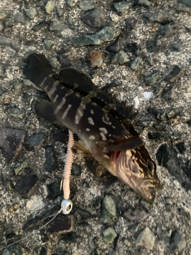 マハタの釣果