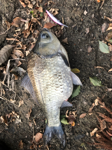 ヘラブナの釣果