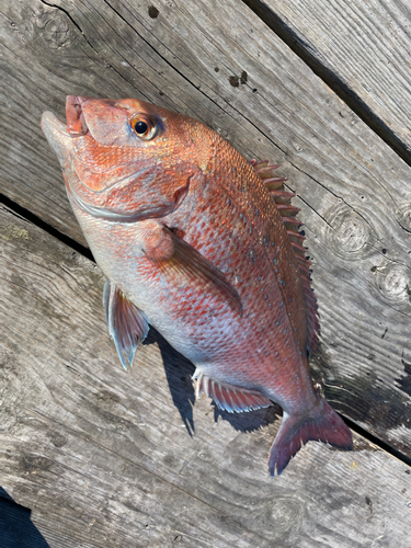 ハマチの釣果