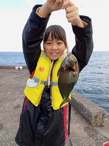 ニセカンランハギの釣果