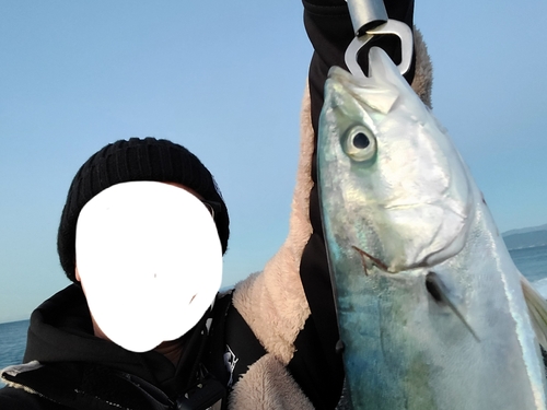 イナダの釣果