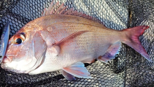 タイの釣果