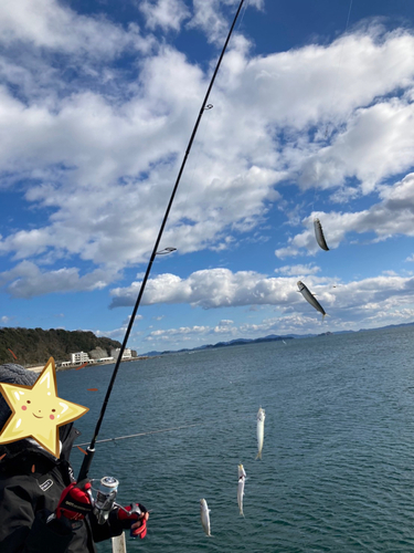 イワシの釣果