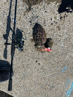 コウイカの釣果