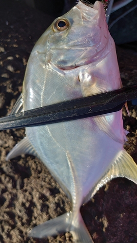 メッキの釣果