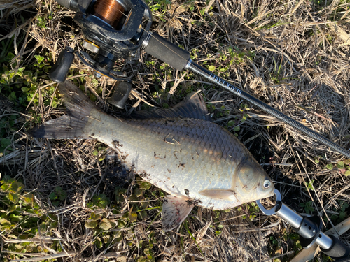 フナの釣果