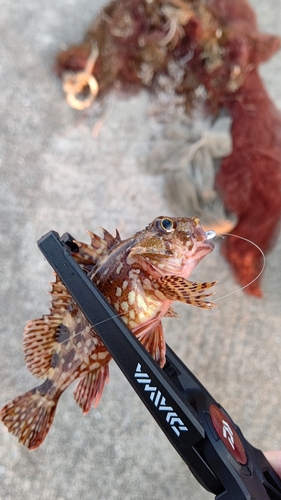 カサゴの釣果