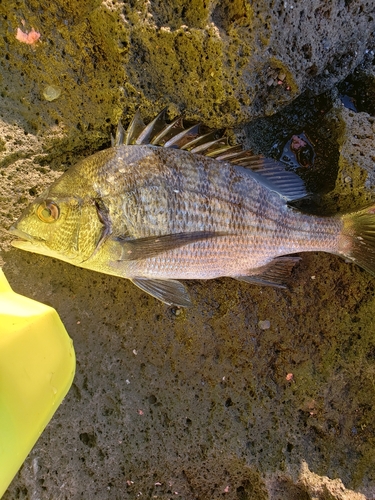 チヌの釣果