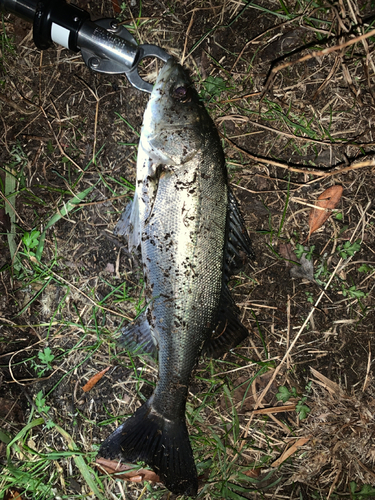 セイゴ（マルスズキ）の釣果