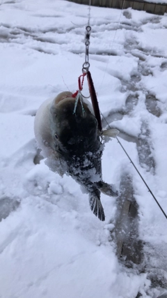 クサフグの釣果