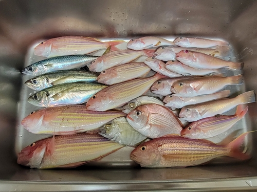 シロアマダイの釣果