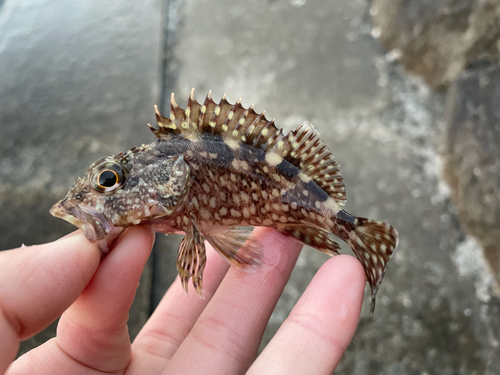 カサゴの釣果