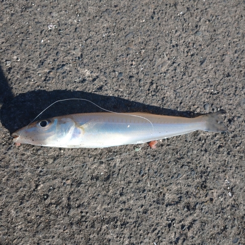 シロギスの釣果