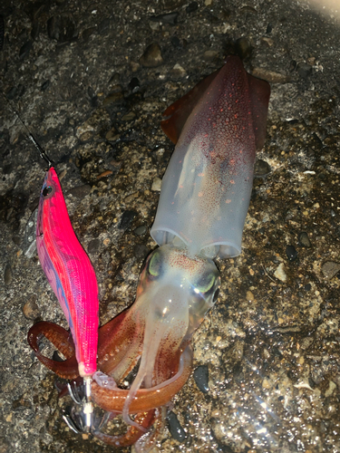 ケンサキイカの釣果