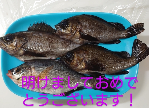 メバルの釣果