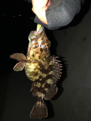 カサゴの釣果