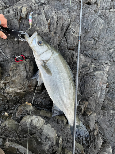 ハネ（ヒラスズキ）の釣果