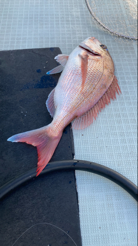 マダイの釣果