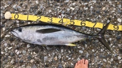 キハダマグロの釣果