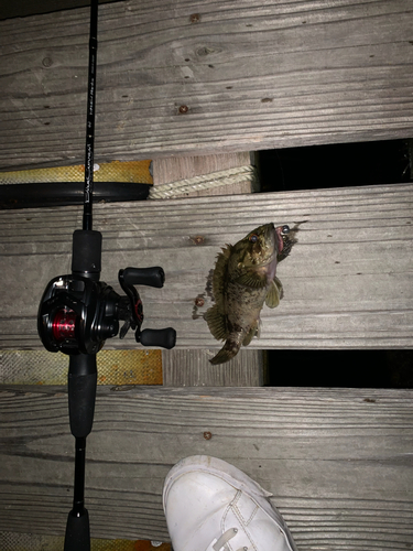 タケノコメバルの釣果