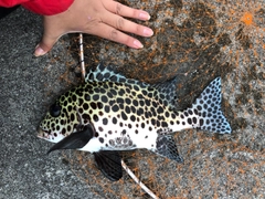 コショウダイの釣果