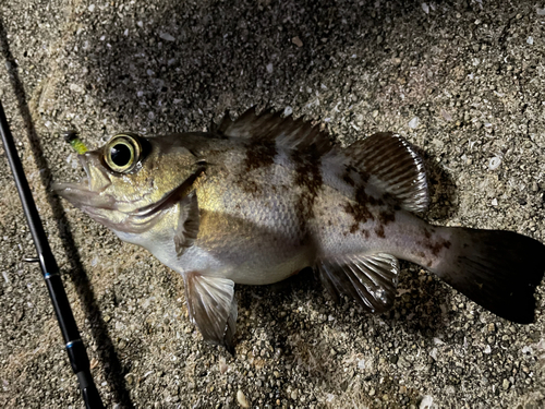 メバルの釣果