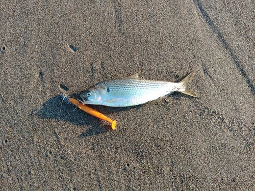 コノシロの釣果