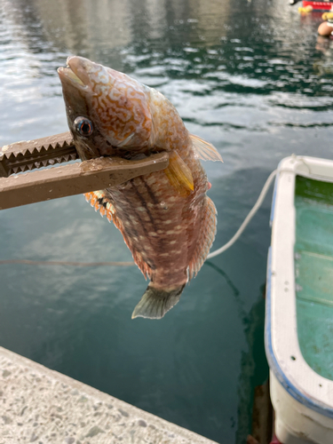 アカササノハベラの釣果