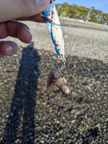 タコの釣果