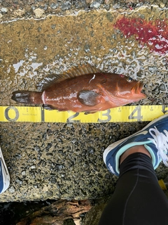 アコウの釣果