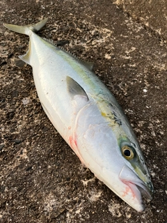 ハマチの釣果