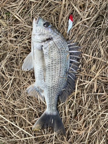 キビレの釣果