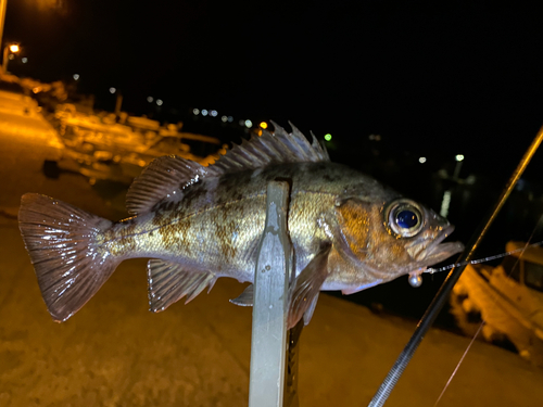 シロメバルの釣果