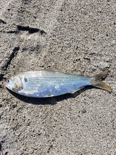 コノシロの釣果