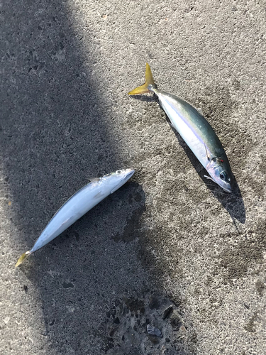 ムロアジの釣果