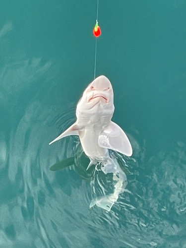 ヤシオマスの釣果