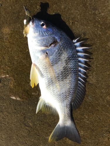 キビレの釣果