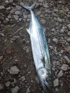 サゴシの釣果