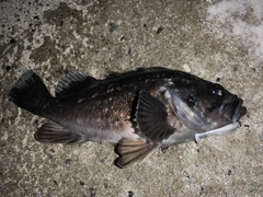 クロソイの釣果