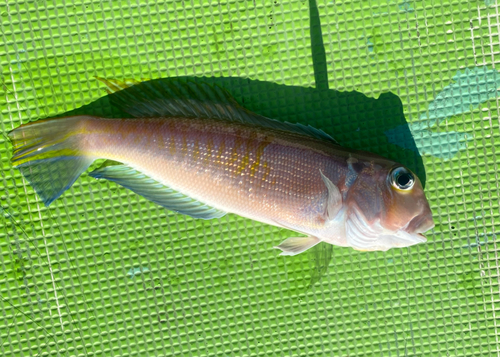 アマダイの釣果