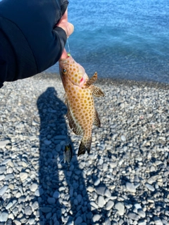 オオモンハタの釣果