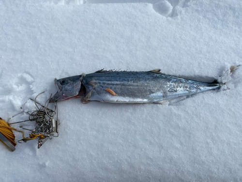 サゴシの釣果