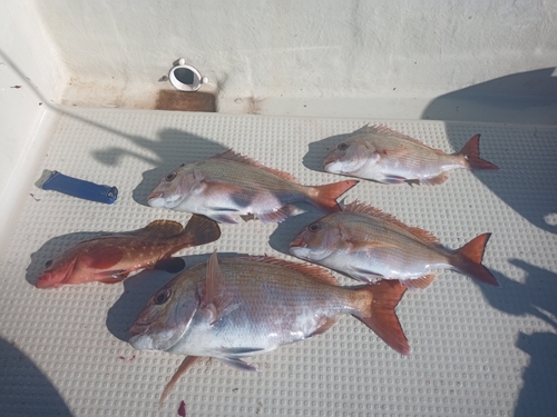 マダイの釣果